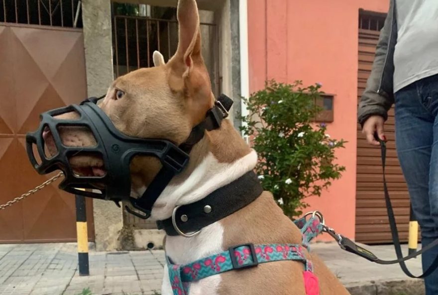 vereadores-propoem-leis-mais-rigidas-para-caes-apos-ataque-em-sao-jose-dos-campos vereadores-propoem-leis-mais-rigidas-para-caes-apos-ataque-em-sao-jose-dos-campos