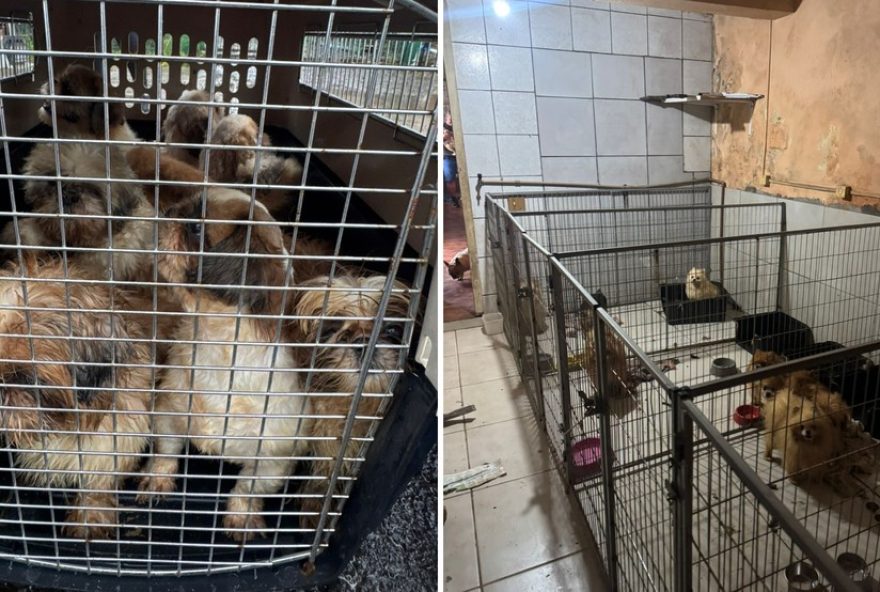 veterinario-preso-em-criadouro-clandestino-de-animais-no-rs3A-caes-e-gatos-resgatados-em-situacao-de-maus-tratos2C-veja-detalhes