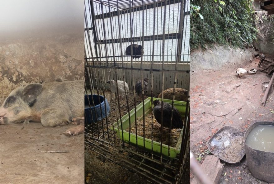 veterinario-preso-por-maus-tratos-e-clinica-interditada-em-itapetininga3A-animais-em-situacao-precaria-resgatados