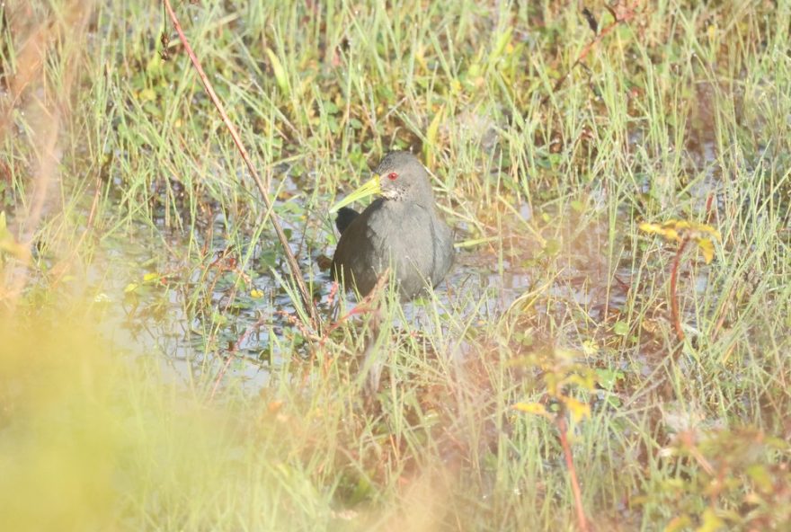 video-inedito-revela-misterio-das-aves3A-saracura-sana-imita-gaviao-carijo-em-surpreendente-comportamento-natural-em-minas-gerais