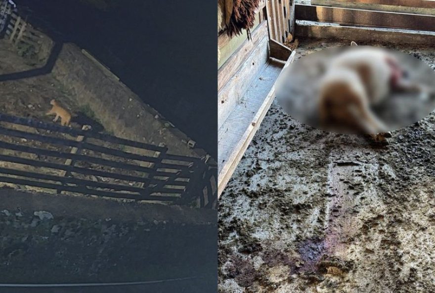 video-mostra-puma-atacando-ovelhas-em-propriedade-rural-de-sc video-mostra-puma-atacando-ovelhas-em-propriedade-rural-de-sc