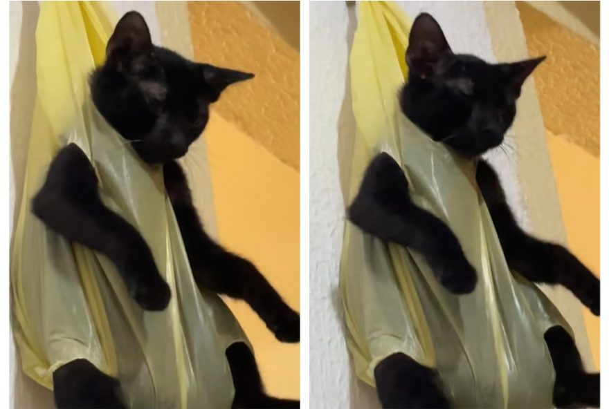 video-viral-de-gato-pendurado-em-sacola-levanta-debate-sobre-etica-animal video-viral-de-gato-pendurado-em-sacola-levanta-debate-sobre-etica-animal