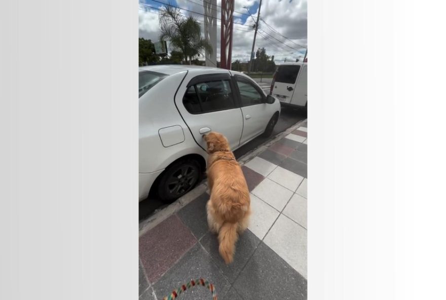 video-viral3A-cachorra-golden-retriever-tenta-pegar-carona-em-carros-estacionados-em-curitiba video-viral3A-cachorra-golden-retriever-tenta-pegar-carona-em-carros-estacionados-em-curitiba