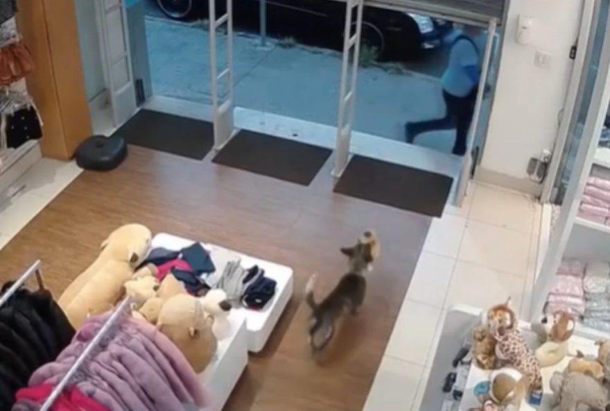 video-viral3A-cachorro-ladrao-rouba-urso-de-pelucia-em-loja-de-divinopolis