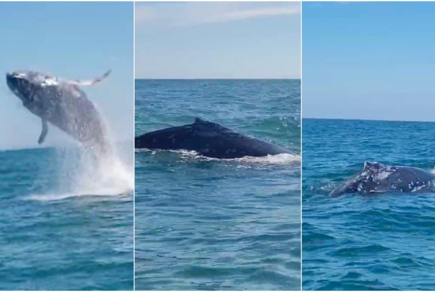 video3A-baleias-jubarte-saltam-perto-de-barco-em-sc-e-emocionam-pescadores