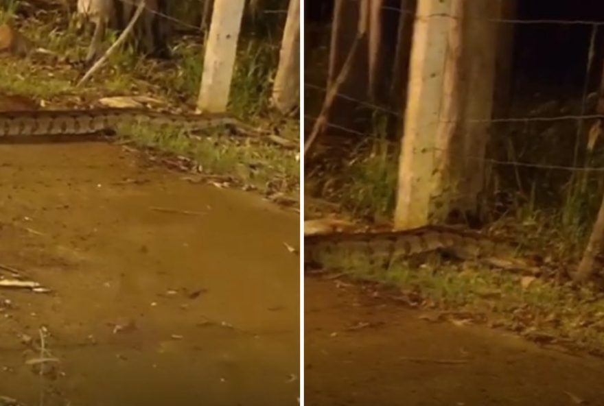 video3A-morador-flagra-sucuri-em-avenida-movimentada-de-ribeirao-preto2C-sp video3A-morador-flagra-sucuri-em-avenida-movimentada-de-ribeirao-preto2C-sp