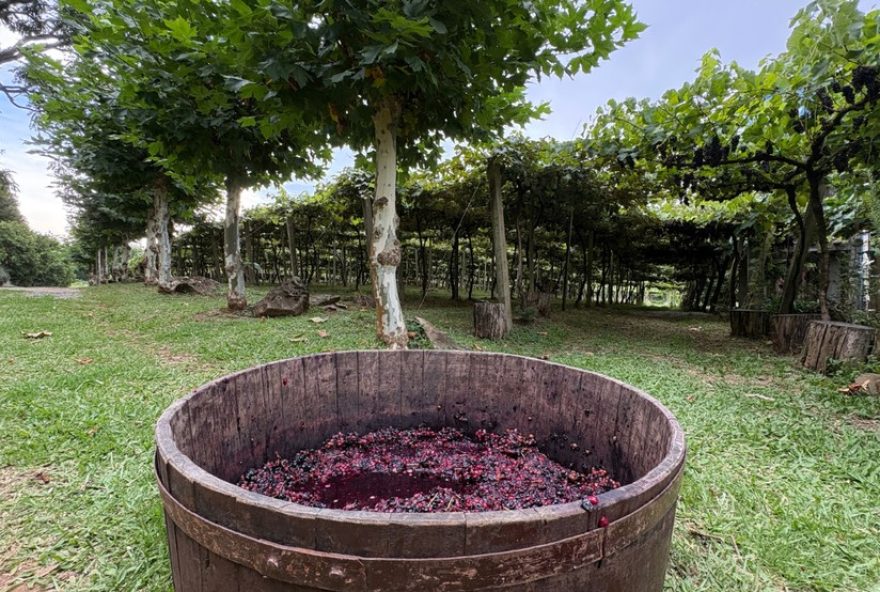 vindima-em-gramado3A-experiencia-com-som-de-violino-nos-parreirais vindima-em-gramado3A-experiencia-com-som-de-violino-nos-parreirais