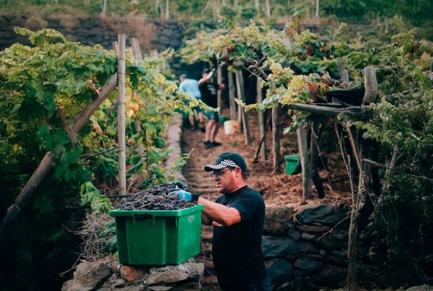 vinho-da-madeira3A-o-indestrutivel-que-melhora-com-oxigenio-e-calor vinho-da-madeira3A-o-indestrutivel-que-melhora-com-oxigenio-e-calor