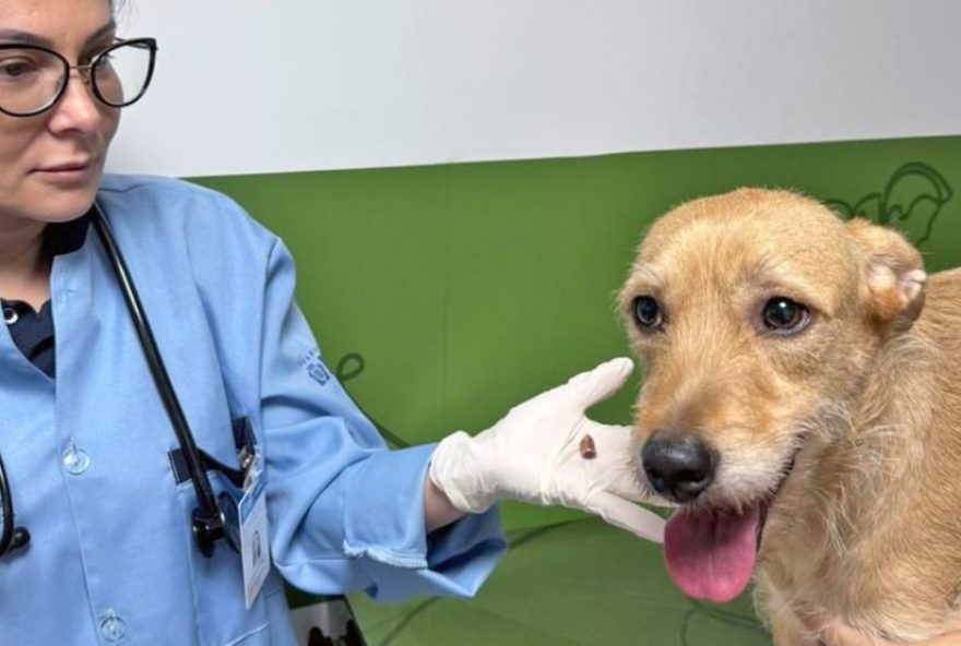 violencia-contra-animais3A-quatro-cachorros-baleados-no-rio-de-janeiro-casos-preocupam-e-autoridades-buscam-punicao