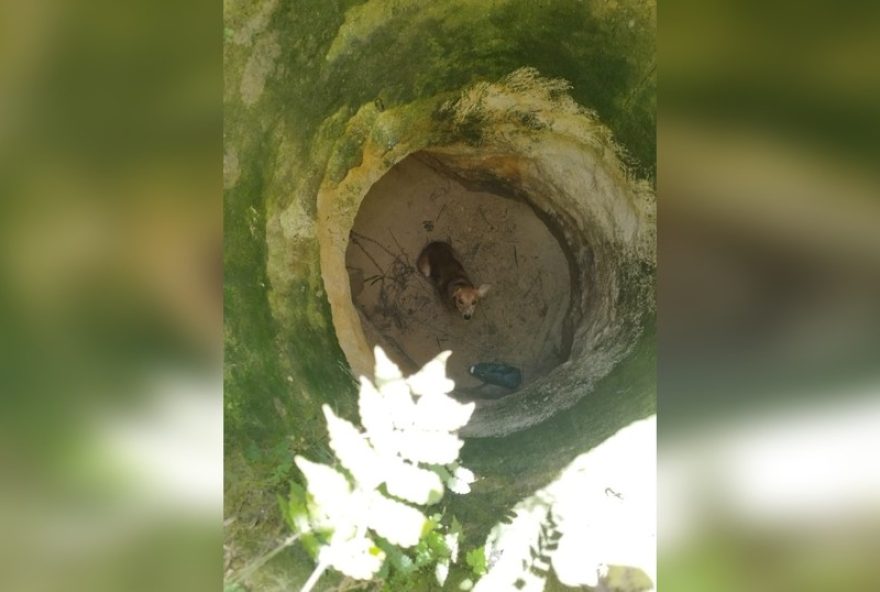 vira-lata-caramelo-resgatado-de-poco-em-mairinque-sp-pela-defesa-civil vira-lata-caramelo-resgatado-de-poco-em-mairinque-sp-pela-defesa-civil