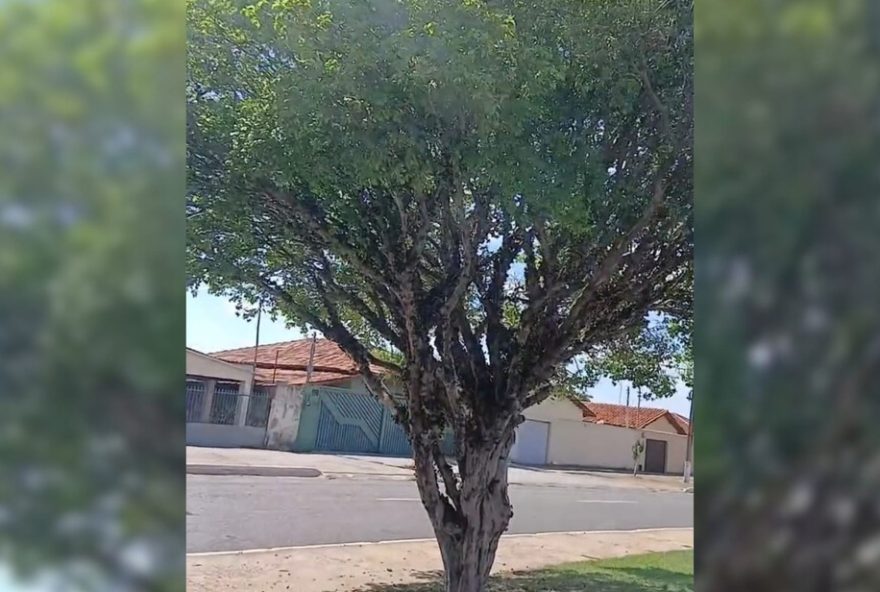 visite-a-avenida-joaquim-bueno-teles-e-colha-jabuticabas-fresquinhas