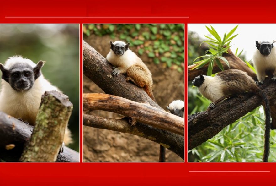 votacao-online-define-nomes-de-filhotes-de-sauim-de-coleira-do-zoo-de-brasilia3A-caju-e-castanha-vencem-enquete votacao-online-define-nomes-de-filhotes-de-sauim-de-coleira-do-zoo-de-brasilia3A-caju-e-castanha-vencem-enquete