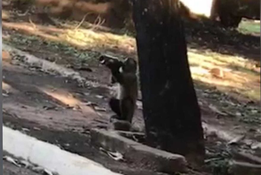 Macaquinho é flagrado bebendo cerveja, em Campo Grande