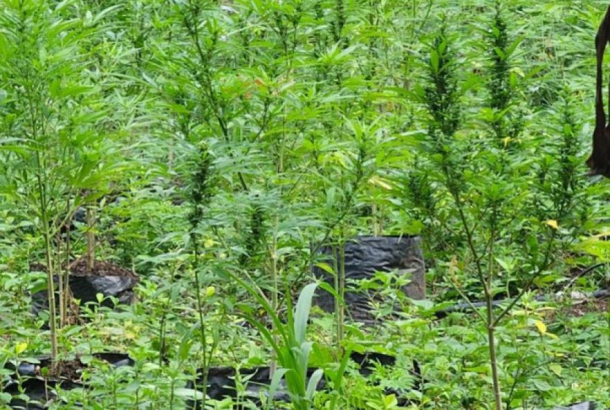 PM encontra plantação com 130 pés de maconha em Alto Paraíso de Goiás