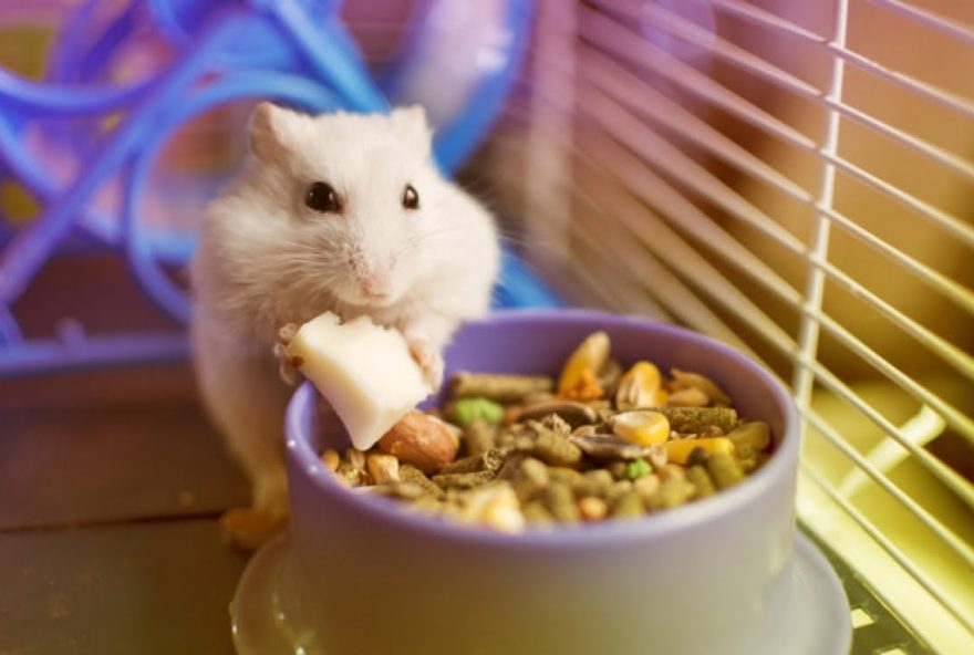 white_hamster_eating_piece_cheese_from_his_food_plate_130088_7-1182893