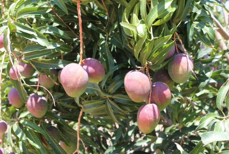 workshop-internacional-fortalece-parceria-brasil-eua-para-exportacao-de-mangas workshop-internacional-fortalece-parceria-brasil-eua-para-exportacao-de-mangas