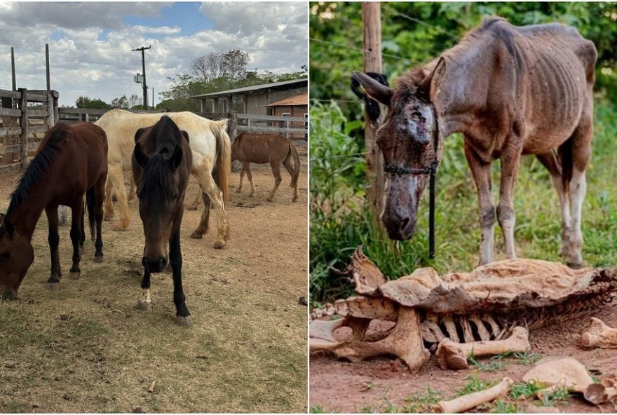 zeze-di-camargo-adota-cavalos-resgatados-e-amplia-canil-em-fazenda-de-goias