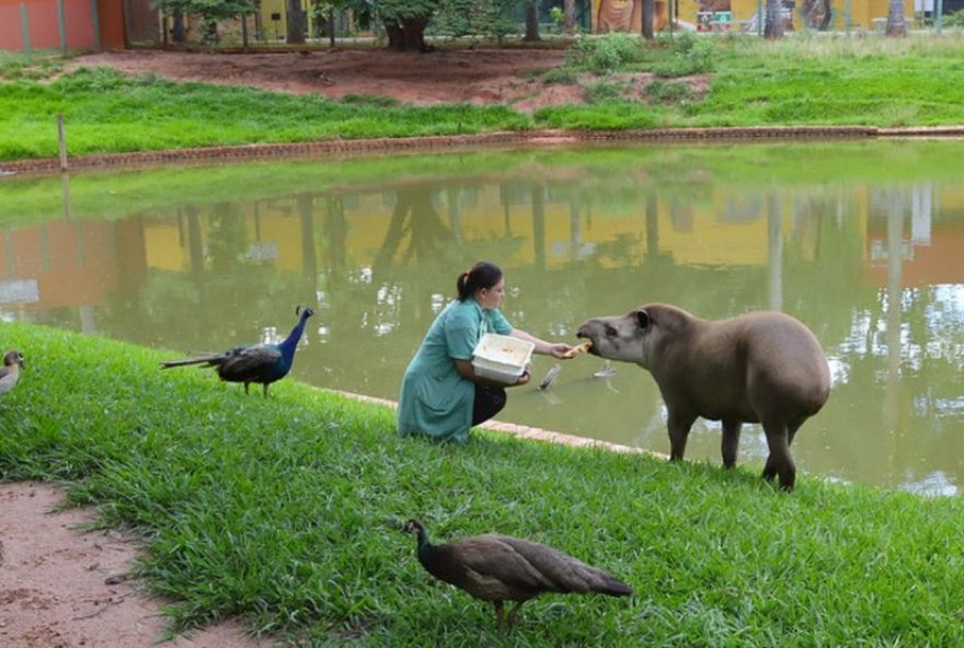 zoobotanico-de-sao-jose-do-rio-preto-adota-medidas-de-emergencia-para-amenizar-onda-de-calor